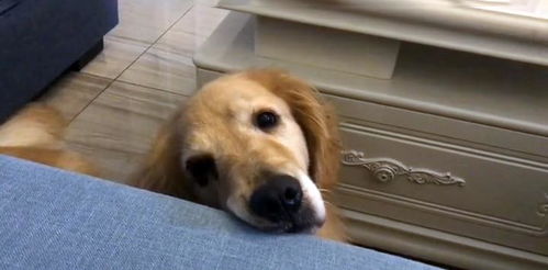 宠物狗生活环境怎么样啊
