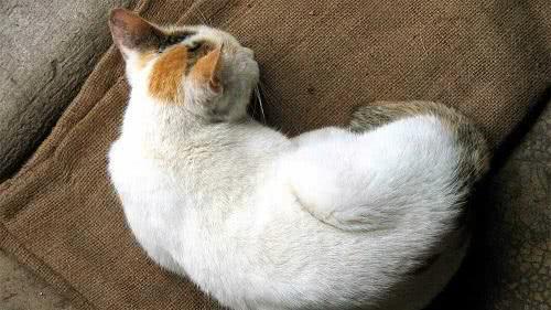 怎么看宠物猫几岁发情期