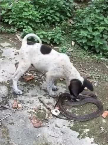 宠物狗碰到蛇会怎么样吗