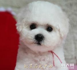 宠物狗幼苗比熊怎么养的