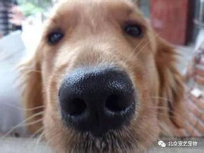 宠物狗的鼻子一直干的怎么办