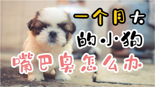 宠物狗嘴臭怎么办啊