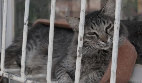 宠物狗的猫笼怎么做的啊