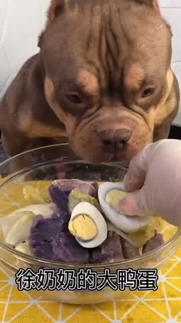 宠物狗看孕妇怎么看的出来