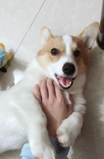 宠物狗怎么让它绝育好一点