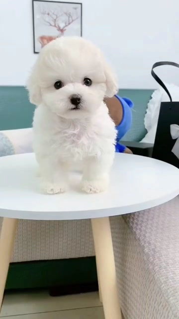 小比熊犬多少钱一只
