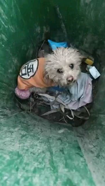 把宠物狗丢垃圾桶里怎么办