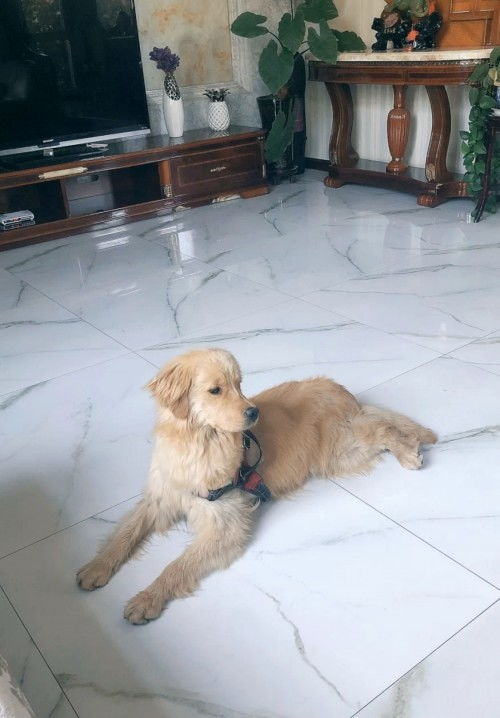 宠物狗毛发软怎么回事啊