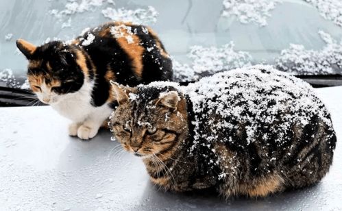 冬天怎么找宠物猫