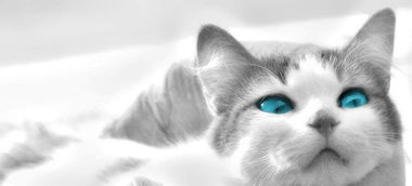 小宠物猫奶粉怎么喂