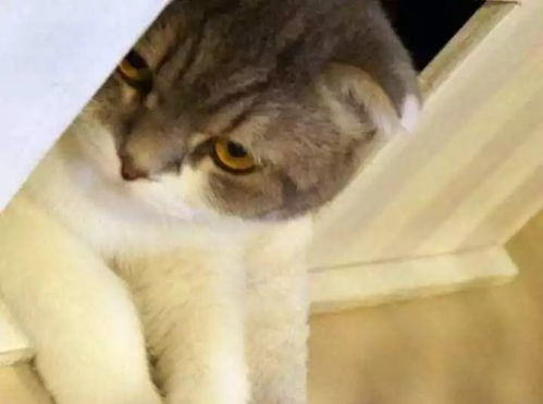 宠物狗被猫咬了怎么办