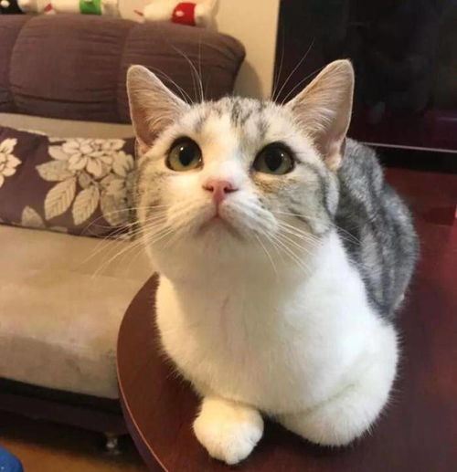 宠物猫应该怎么选