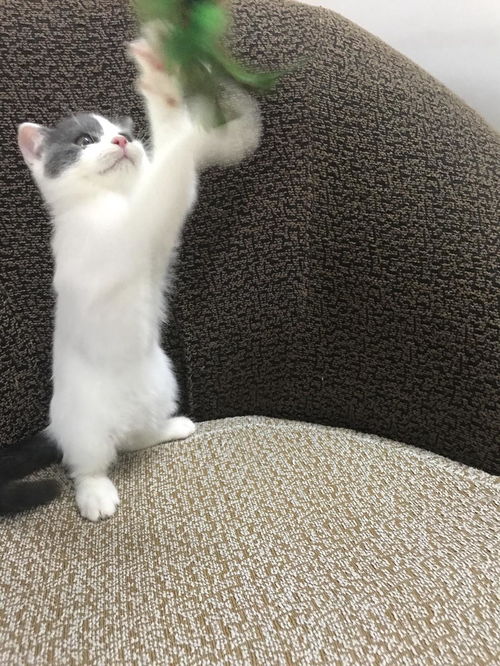 活宠物猫幼苗怎么养