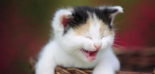 宠物狗猫拆家了怎么办啊