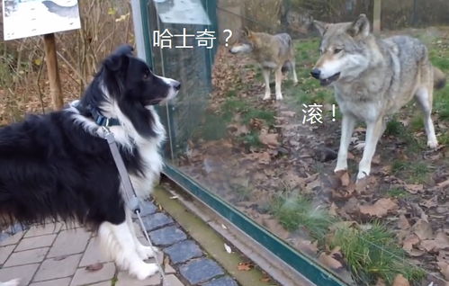 狼遇到宠物狗会怎么样