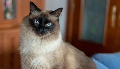 孟买猫怎么养宠物猫好