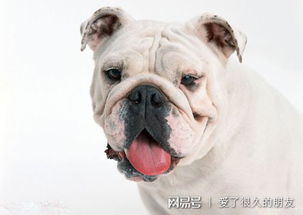 宠物狗卫生不卫生怎么办