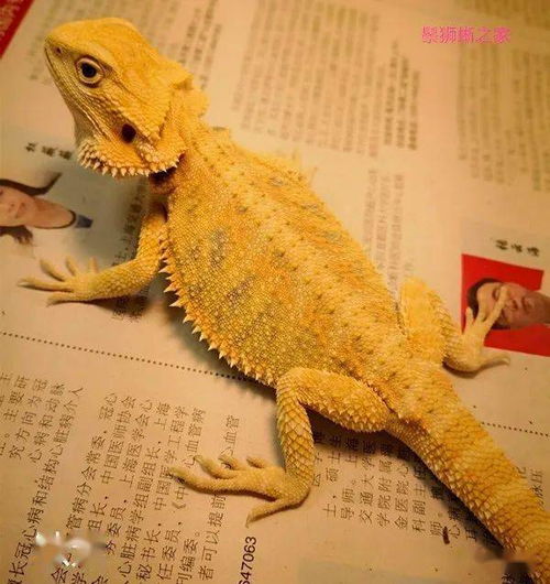 宠物狗鬃狮蜥怎么养好看