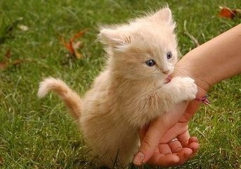 宠物猫的喊声怎么形容