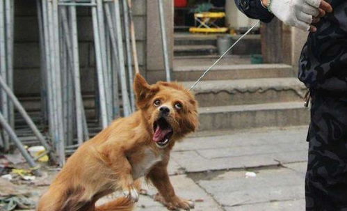 宠物狗连续咬伤人怎么办