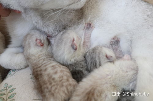 宠物猫怎么生宝宝