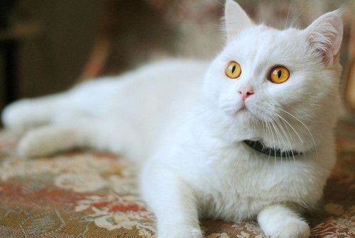 宠物猫怎么抱