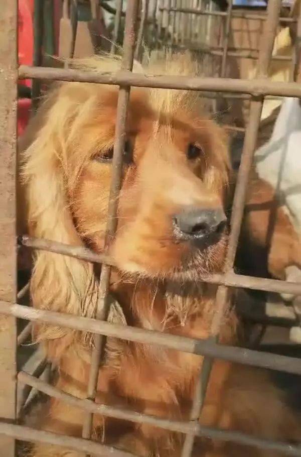宠物狗被主人卖后怎么办
