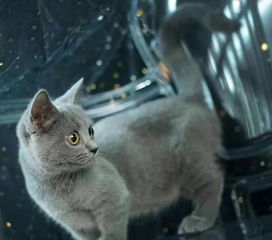 宠物猫怎么认证