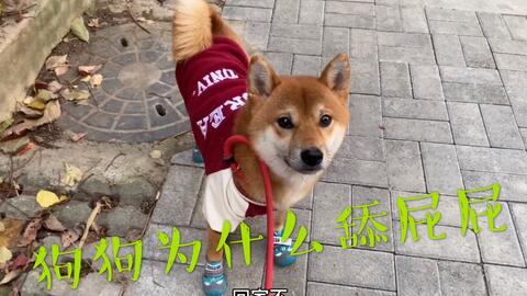 宠物狗一直舔屁股怎么办