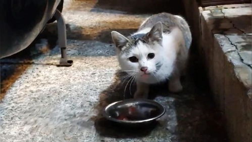 宠物猫跛脚怎么回事儿啊