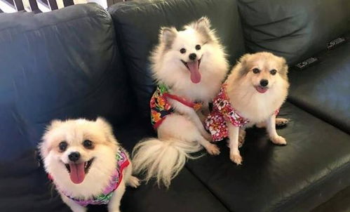 宠物狗的衣服是怎么做的