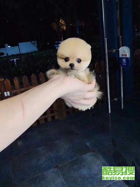 茶杯狗最贵的多少钱一只
