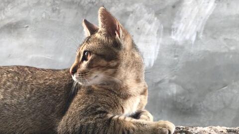 宠物猫去流浪会怎么样吗