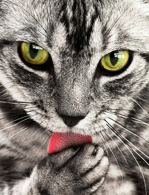 宠物猫在家怎么拍