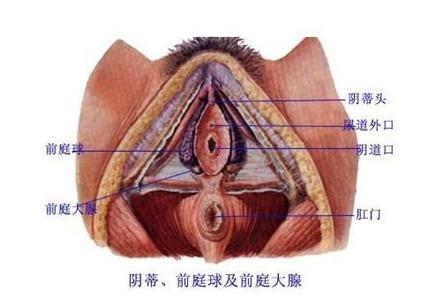 宠物狗尿道囊肿怎么办啊