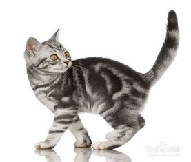刚来的宠物猫怎么养