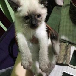 两个月的宠物猫怎么选