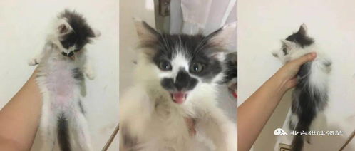 庄园里怎么养宠物猫