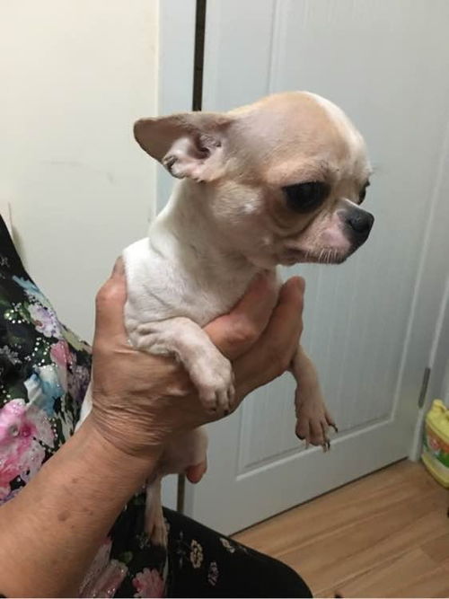 怎么做小可爱的宠物狗