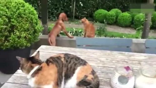 宠物狗欺负猫怎么办呢