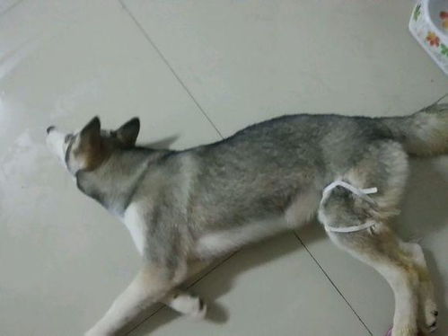 宠物狗被咬惨叫怎么办