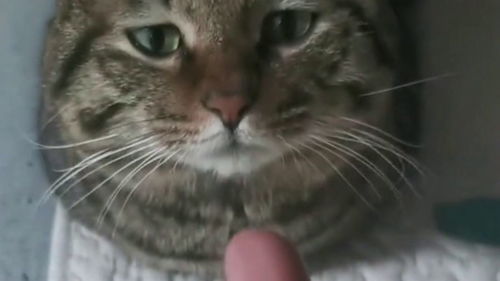 宠物猫怎么那么傻啊