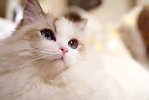新手怎么选宠物猫品种