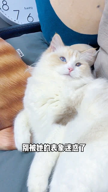 宠物猫长毛猫怎么养活它
