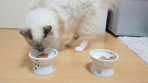 宠物猫吃什么怎么吃