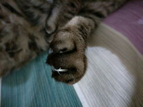 宠物猫的指甲怎么解决