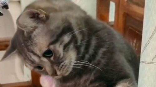 桥头宠物猫怎么买得到