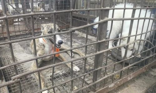 车里装满宠物狗怎么办呢