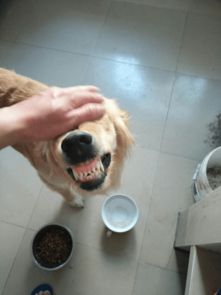 宠物狗护食咬伤人怎么办