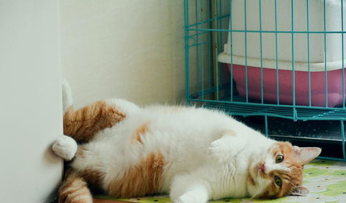 聊宠物猫怎么聊